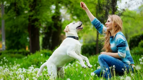 Dog Food for Healthy Skin